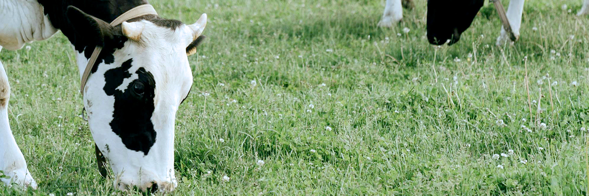 Projektfoto Zwischenfruchtbeweidung - Innovative Ansätze zur Förderung der Bodenfruchtbarkeit und Rinderhaltung im trockenheitsgefährdeten Brandenburg