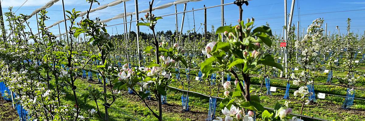 Blüte Ringversuch 1200x400