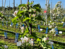 TEASER Blüte Ringversuch (© LVGA) 215x161Px
