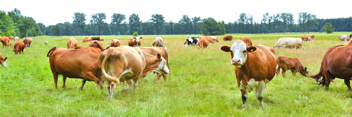 Bild: Rinder auf der Weide