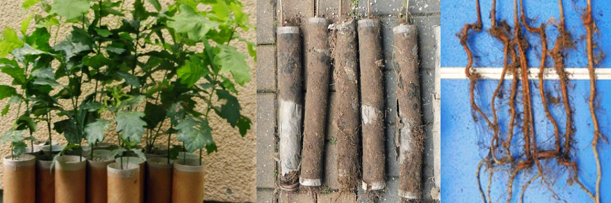 Einwurzeln - Entwicklung eines Produktions- und Pflanzverfahrens mit Rohrförmigen Wurzelhüllen (RWH)