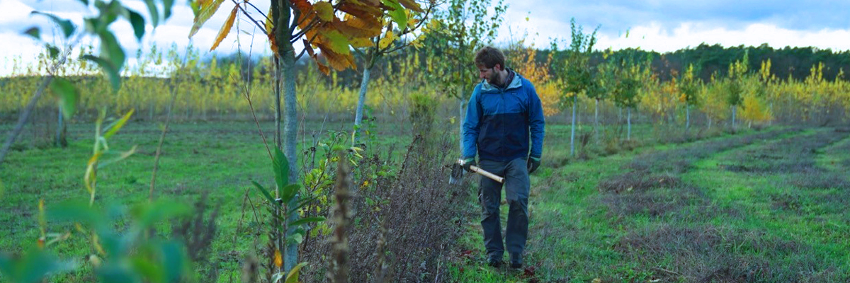 Roots and Robots: Bewertung innovativer Methoden zur Etablierung von Jungbäumen in Agroforstsystemen Roots and Robots: Bewertung innovativer Methoden zur Etablierung von Jungbäumen in Agroforstsystemen